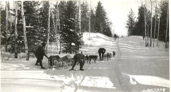 State dog team hauling supplies near East Bearskin Camp 1925-1926