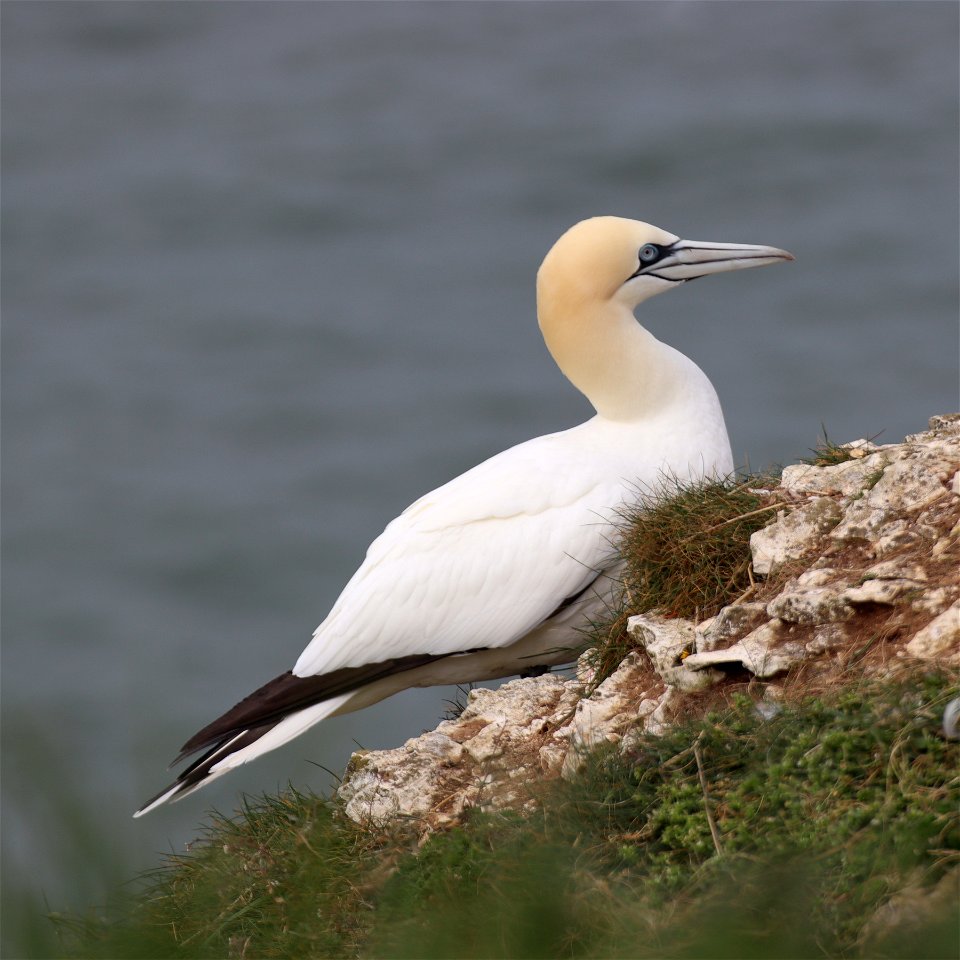 Gannet photo