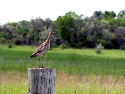 Upland Sandpiper