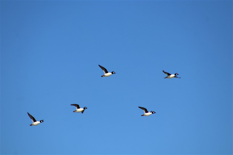 Commone Goldeneyes Lake Andes National Wildlife Refuge South Dakota