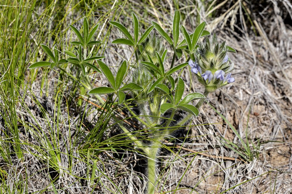 Pediomelum esculentum