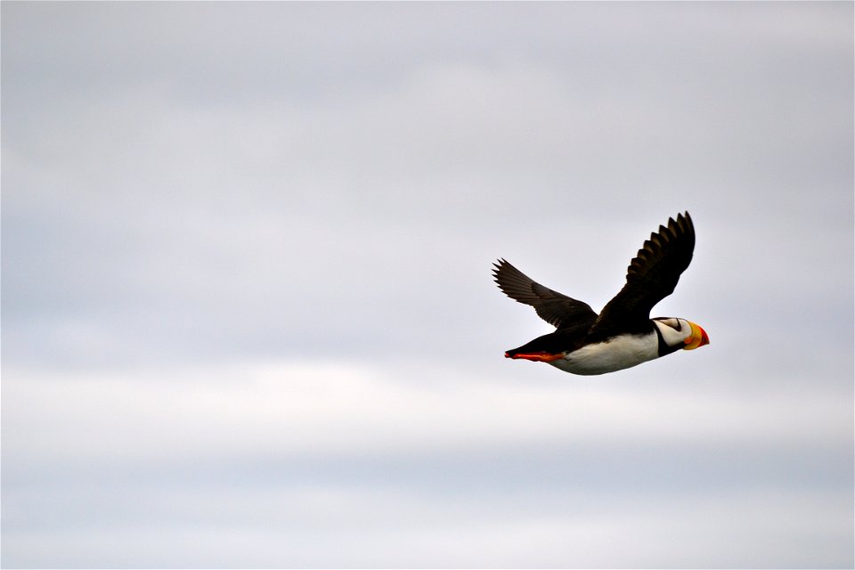 Puffin photo