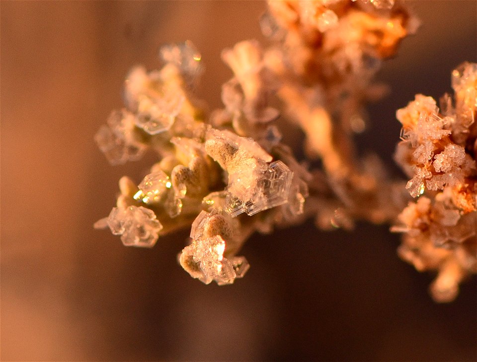 Wyoming big sagebrush (Artemesia tridentata var. wyomingensis) at Seedskadee National Wildlife Refuge