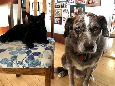 Cat and Dog Act 3: The Denial photo