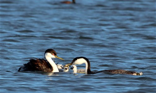 Western Grebes on the Huron Wetland Management District South Dakota photo