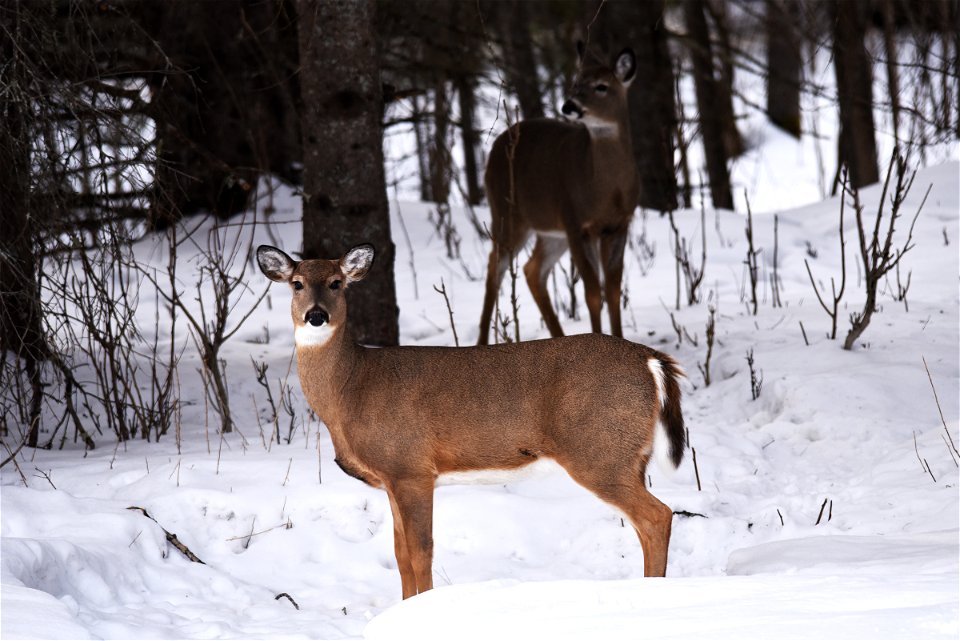 White-tailed deer in the snow