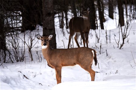 White-tailed deer in the snow photo