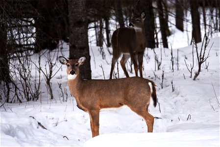 White-tailed deer in the snow