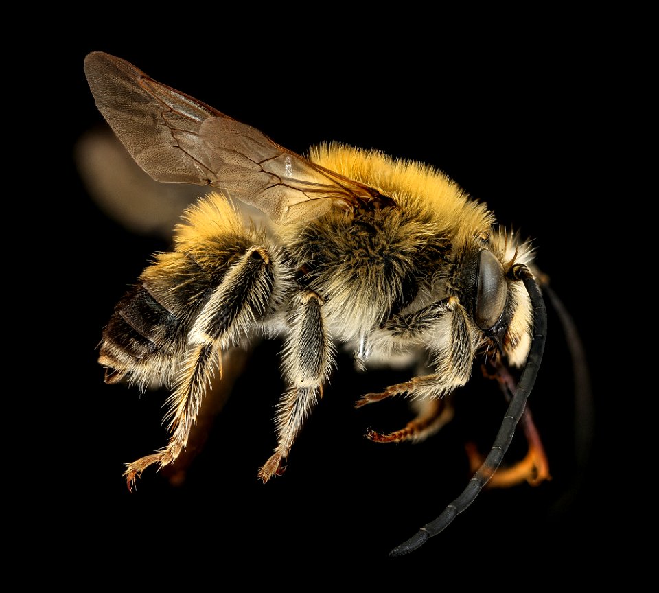 Eucera longicornis, m, right, T. Peeters, Netherlands_2022-01-13-19.59.52 ZS PMax UDR copy