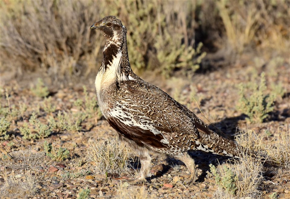 Greater sage-grouse at Seedskadee National Wildlife Refuge
