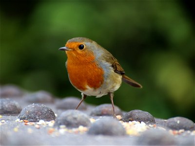 Robin 2 photo