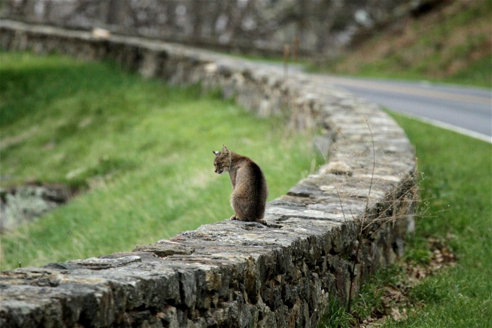 Bobcat on Rock Wall
