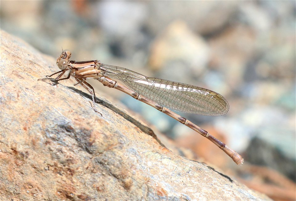 DANCER, VIVID (Argia vivida) (6-3-2021) female, low divide road, del norte co, ca -02