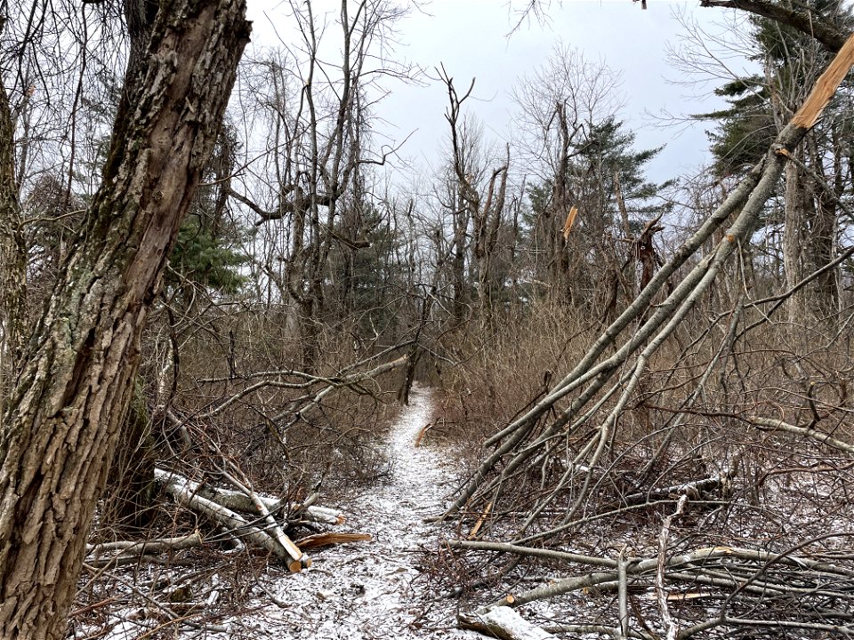 Downed trees on Pass Mountain Trail