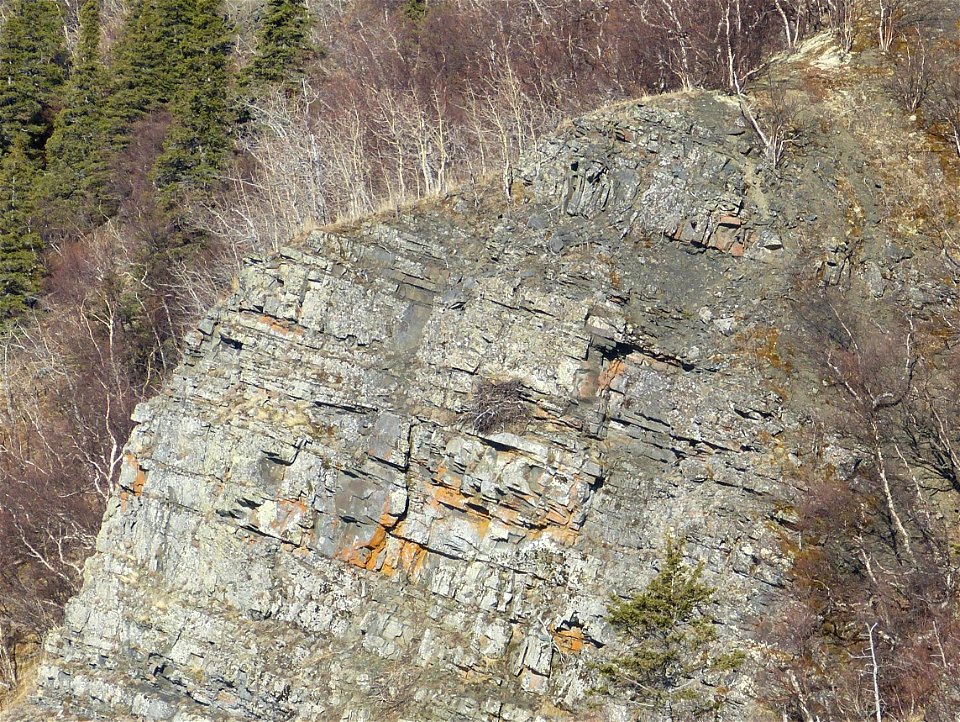 Golden Eagle nest_KSowl