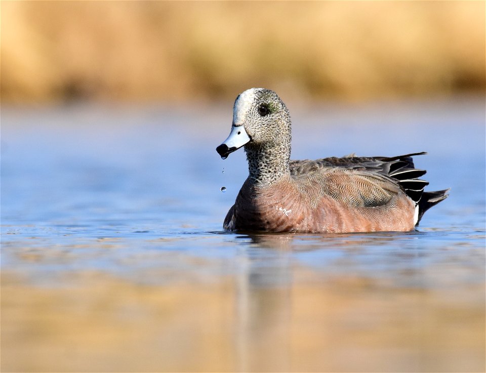 American wigeon at Seedskadee National Wildlife Refuge Wyoming