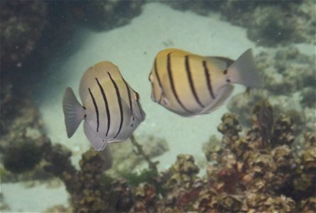 Acanthurus triostegus 2