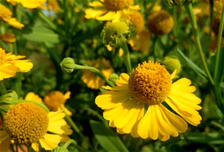 Sneezeweed blooming on Horseshoe Bend Division