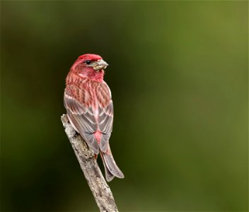 Male Purple Finch photo