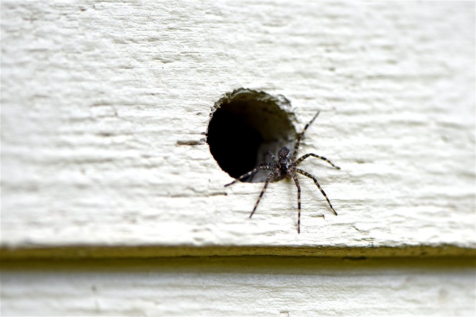 Fishing spider