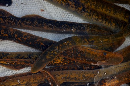 Lamprey in well tank photo