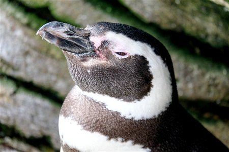 Penguin Closeup photo