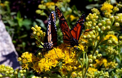 Monarch butterflies photo