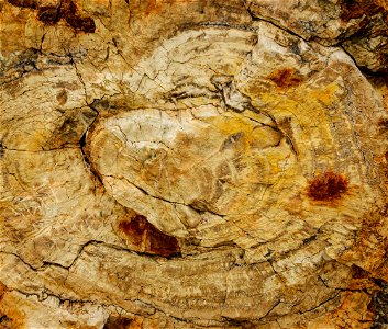 Closeup petrified wood, Crystal Forest, NPS-Stuart Holmes