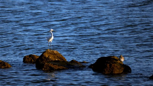 Egret and friend