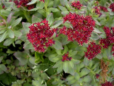 Sedum rosea photo