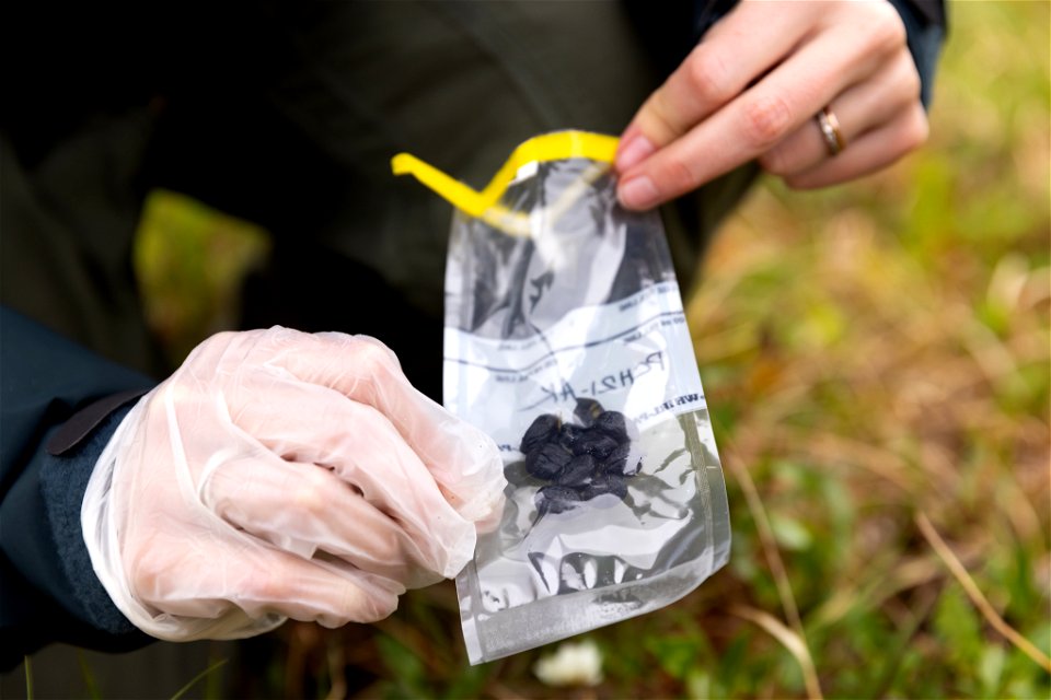 Collecting caribou scat