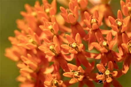Butterfly Weed Closeup