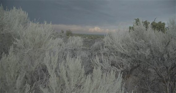 Sagebrush Ecosystem in Idaho photo