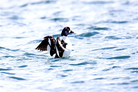 Barrow's goldeneye (Bucephala islandica) on Yellowstone Lake