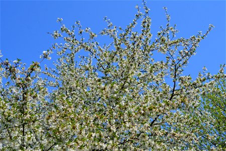 Spring ,April 2023