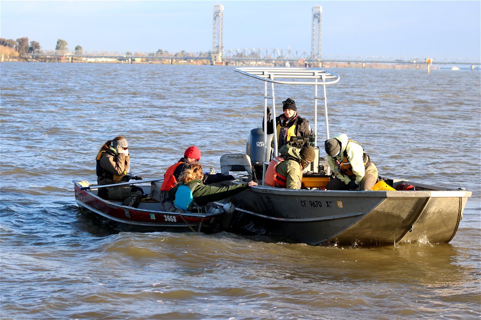 Delta smelt experimental release