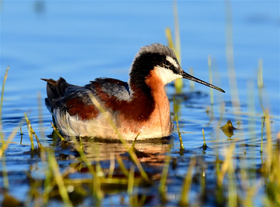 Wilson's phalarope at Seedskadee National Wildlife Refuge