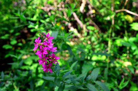 : Purple loosestrife near the Mississippi River photo