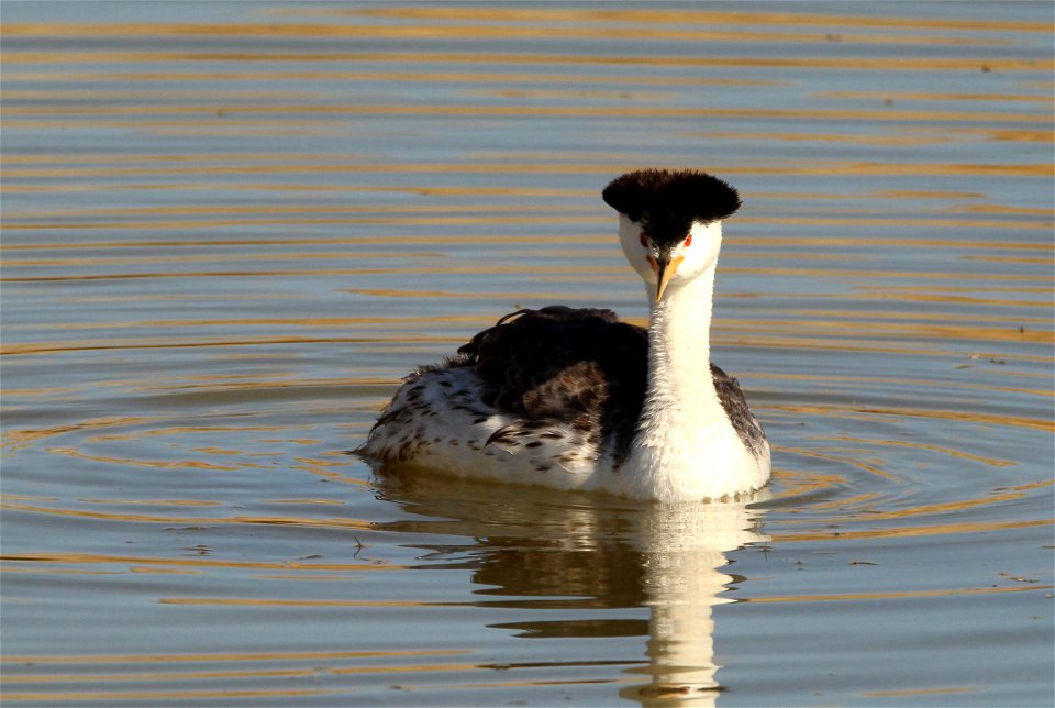 Clarks's Grebe Bear River Migratory Bird Refuge photo