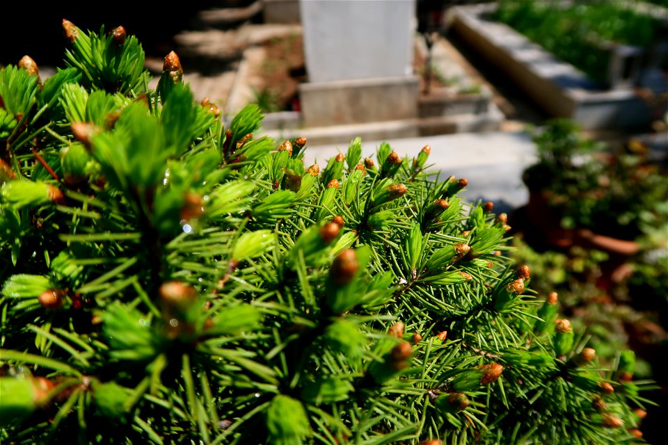 cimitir Sfanta Vineri (12)
