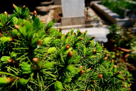 cimitir Sfanta Vineri (12)