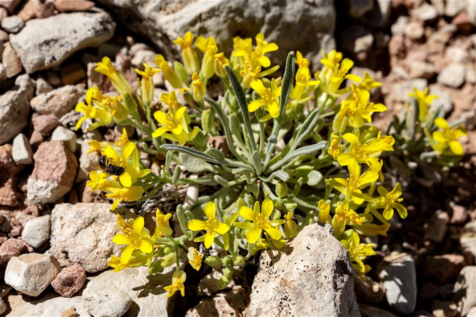 Physaria reediana