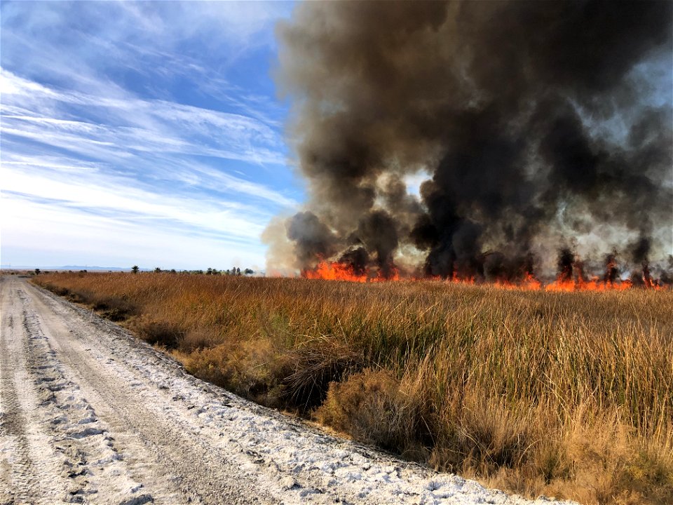 Prescribed Fire at Dos Palmas Preserve