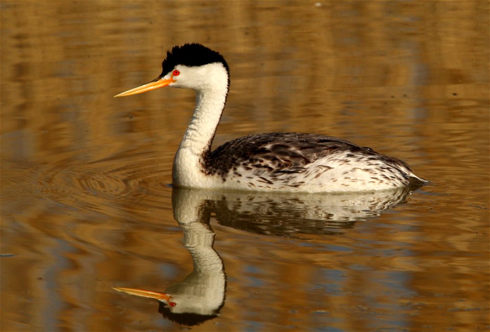 Clarks's Grebe Bear River Migratory Bird Refuge