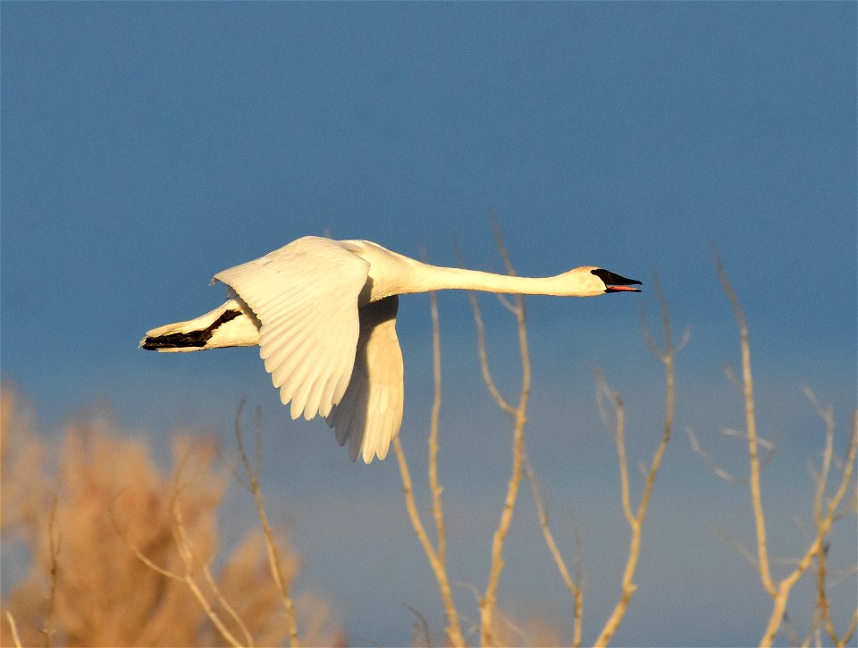 Trumpeter swan at Seedskadee National Wildlife Refuge