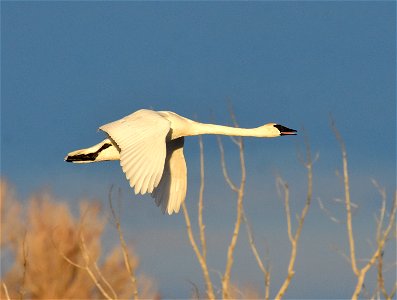 Trumpeter swan at Seedskadee National Wildlife Refuge