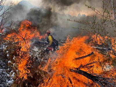 2021 BLM Fire Employee Photo Contest Winner Winner Category: Fuels Management and Prescribed Fire