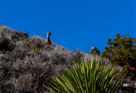 Desert Bighorn Sheep (Ovis candensis nelsoni) photo