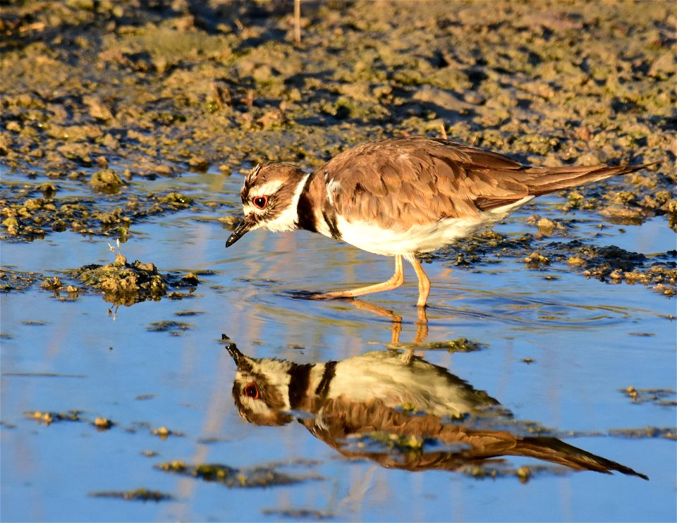 Killdeer at Seedskadee National Wildlife Refuge
