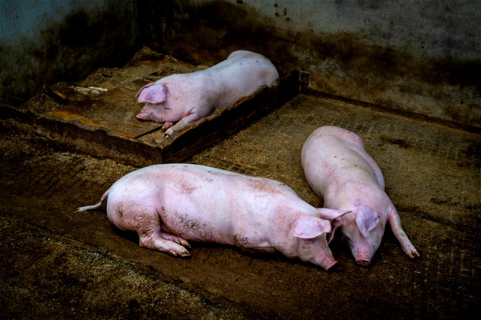 Three little piggies